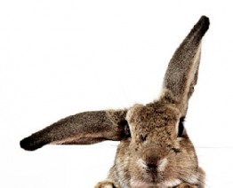 Easter Weekend Opening Times Easter Bunny